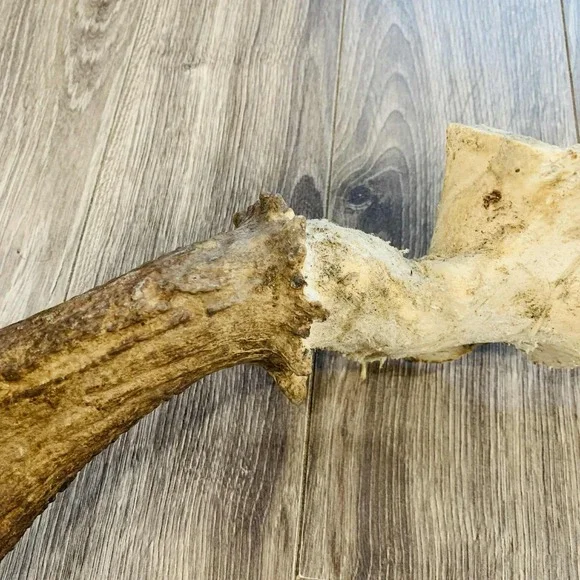 Naturally Shed Wild Moose Antler (Horn, Knife, Carving, Chew, Taxidermy) Full - Picture 7 of 16